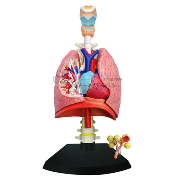 心肺模型